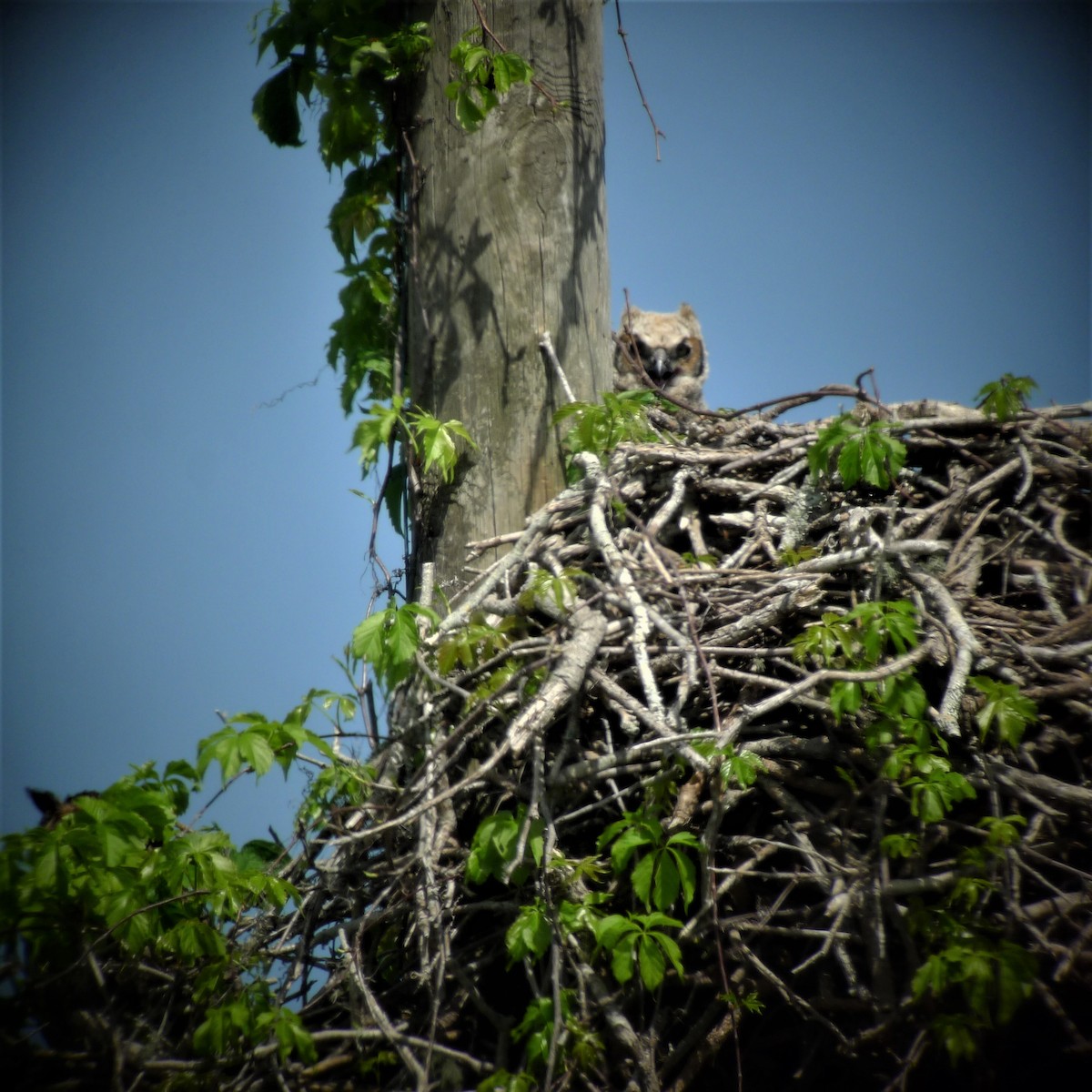 Great Horned Owl - ML215494741