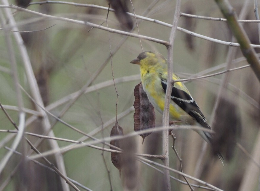 American Goldfinch - Cin-Ty Lee