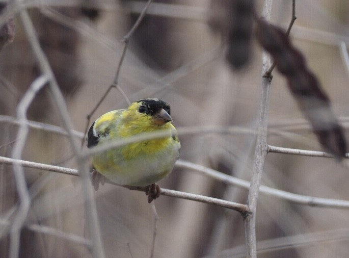 American Goldfinch - Cin-Ty Lee