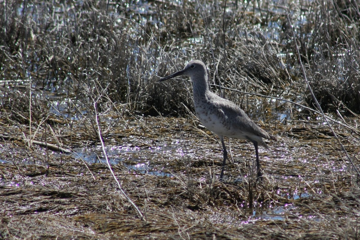 Willet - ML21549551