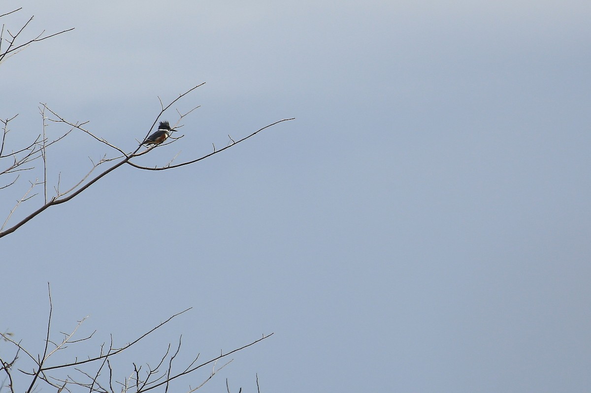 Belted Kingfisher - ML21549601
