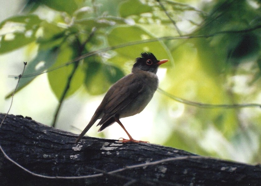 Black-headed Nightingale-Thrush - Dave DeReamus