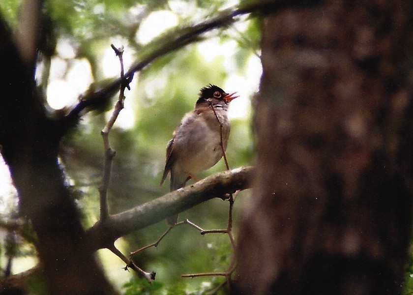 Black-headed Nightingale-Thrush - ML215497691