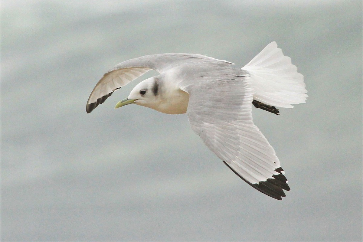 Black-legged Kittiwake - ML215498471