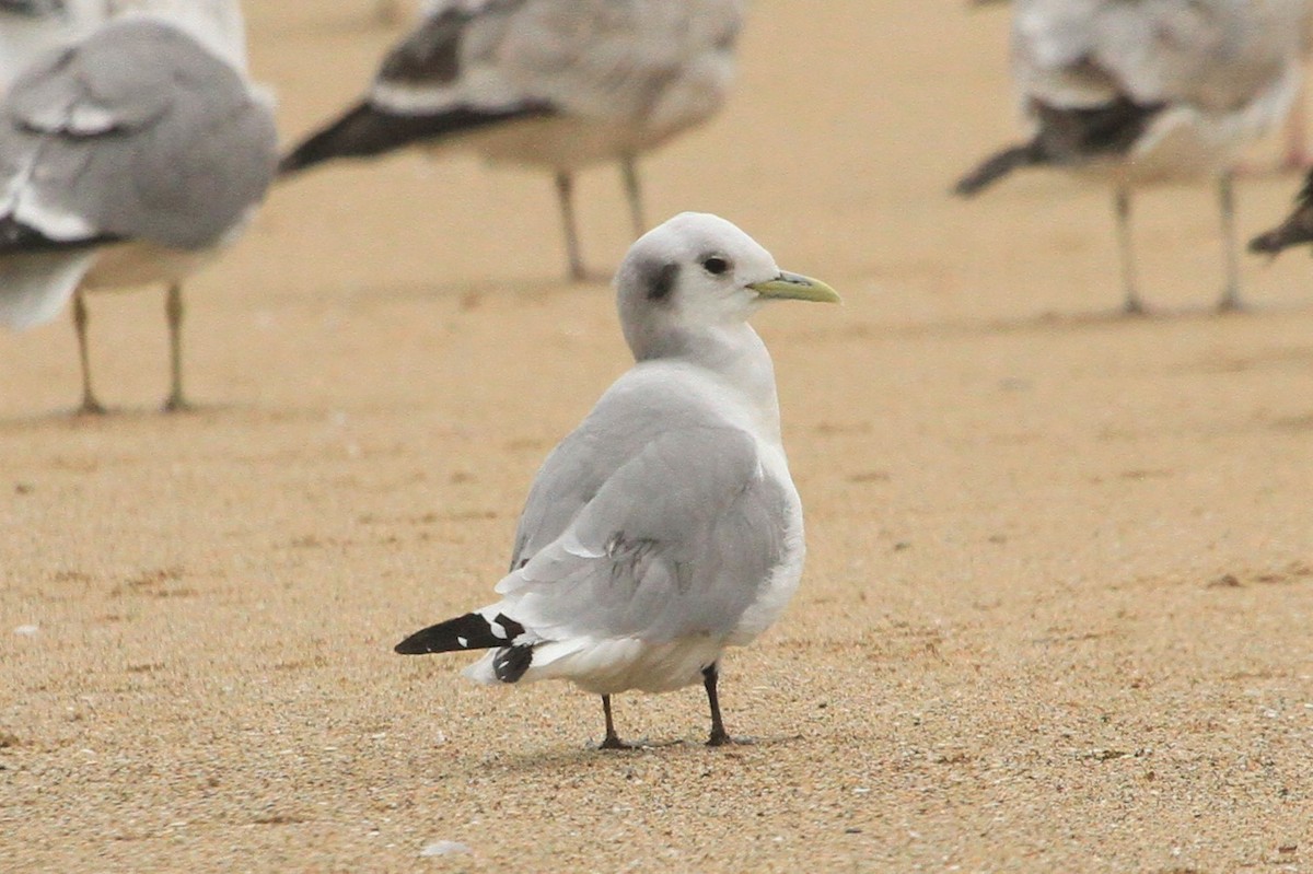 Black-legged Kittiwake - ML215498511