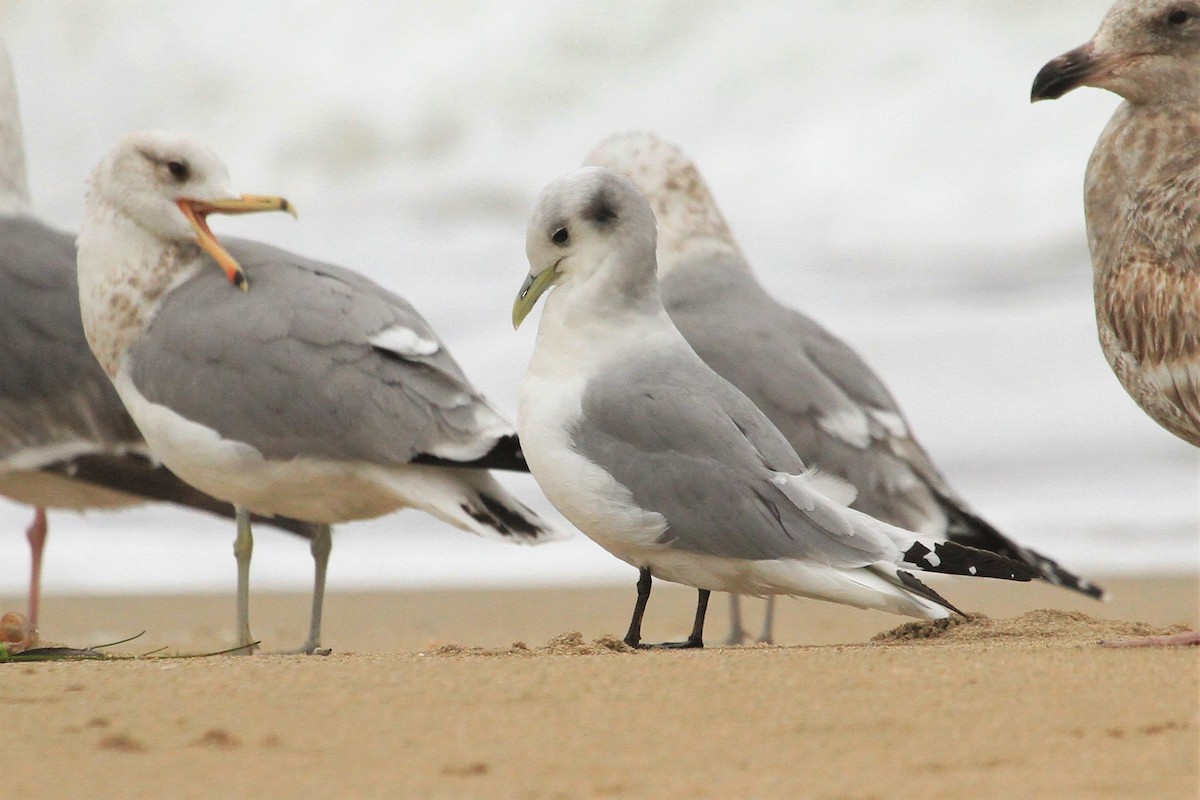 Black-legged Kittiwake - ML215498591