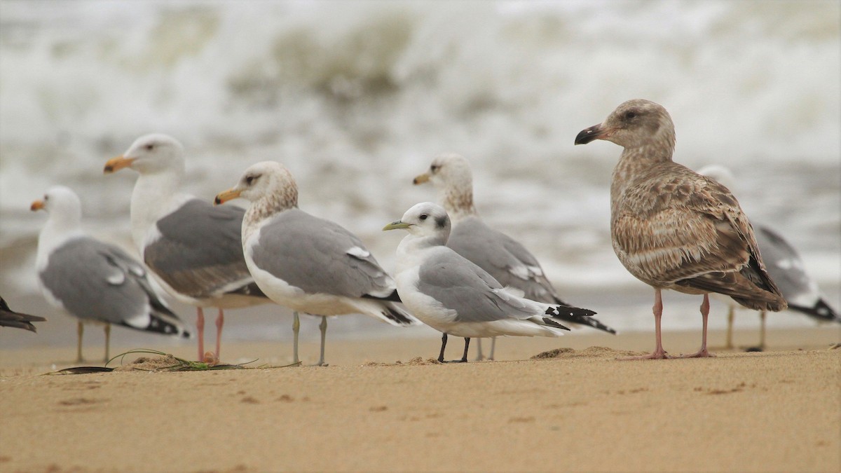 Black-legged Kittiwake - ML215498631