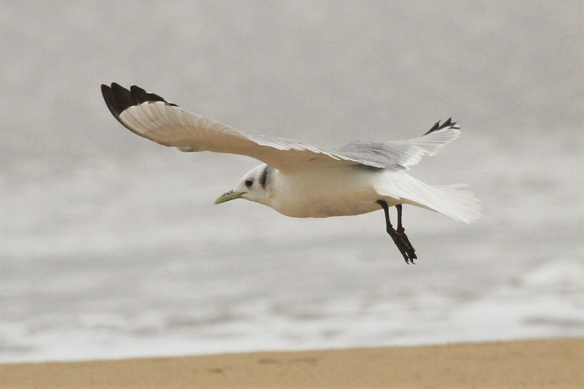 Black-legged Kittiwake - ML215498831