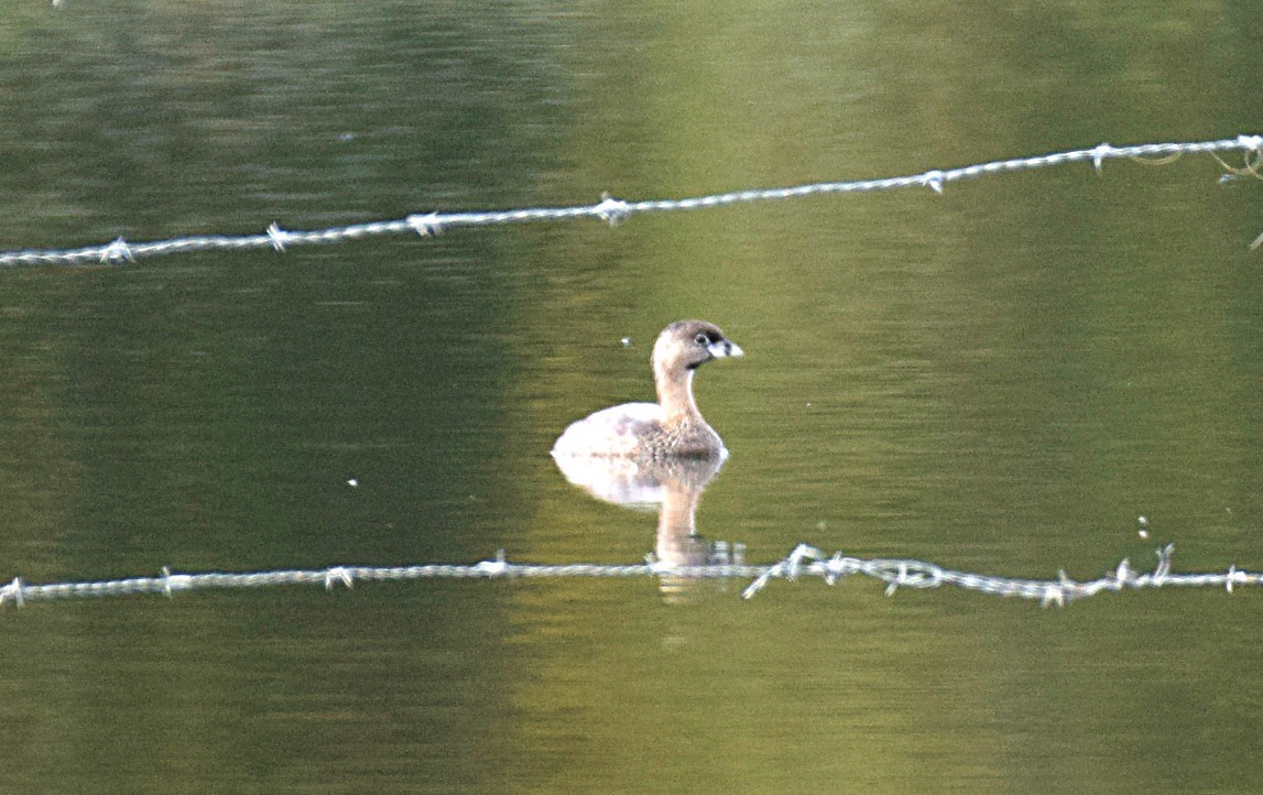 Pied-billed Grebe - Hugh Barger