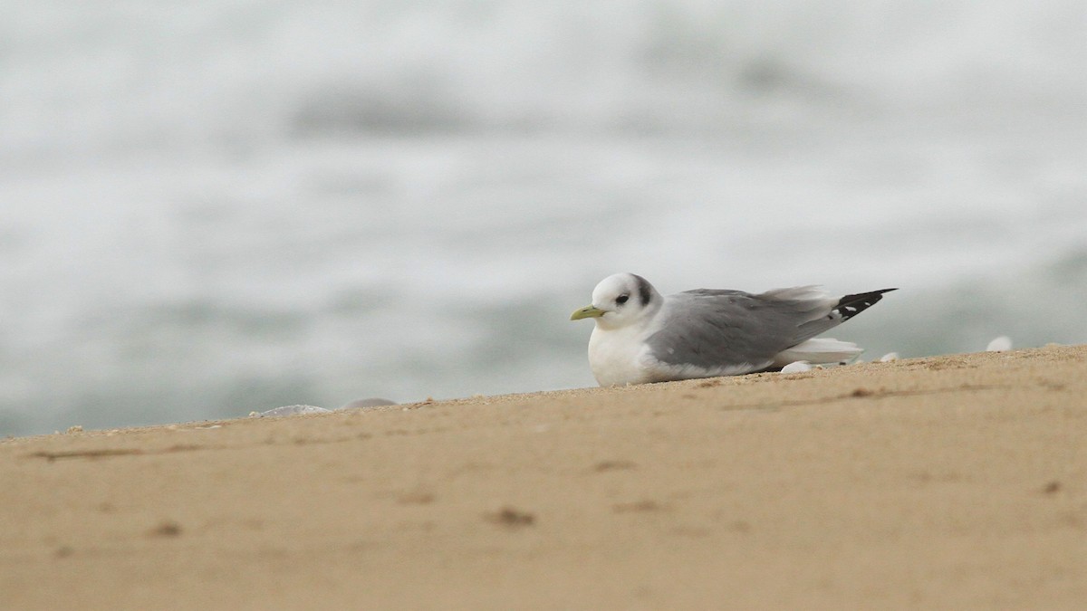Black-legged Kittiwake - ML215499981