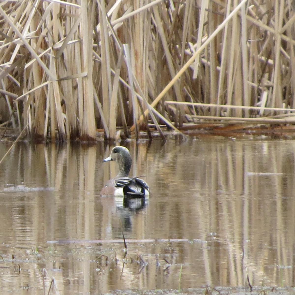 American Wigeon - ML215502531