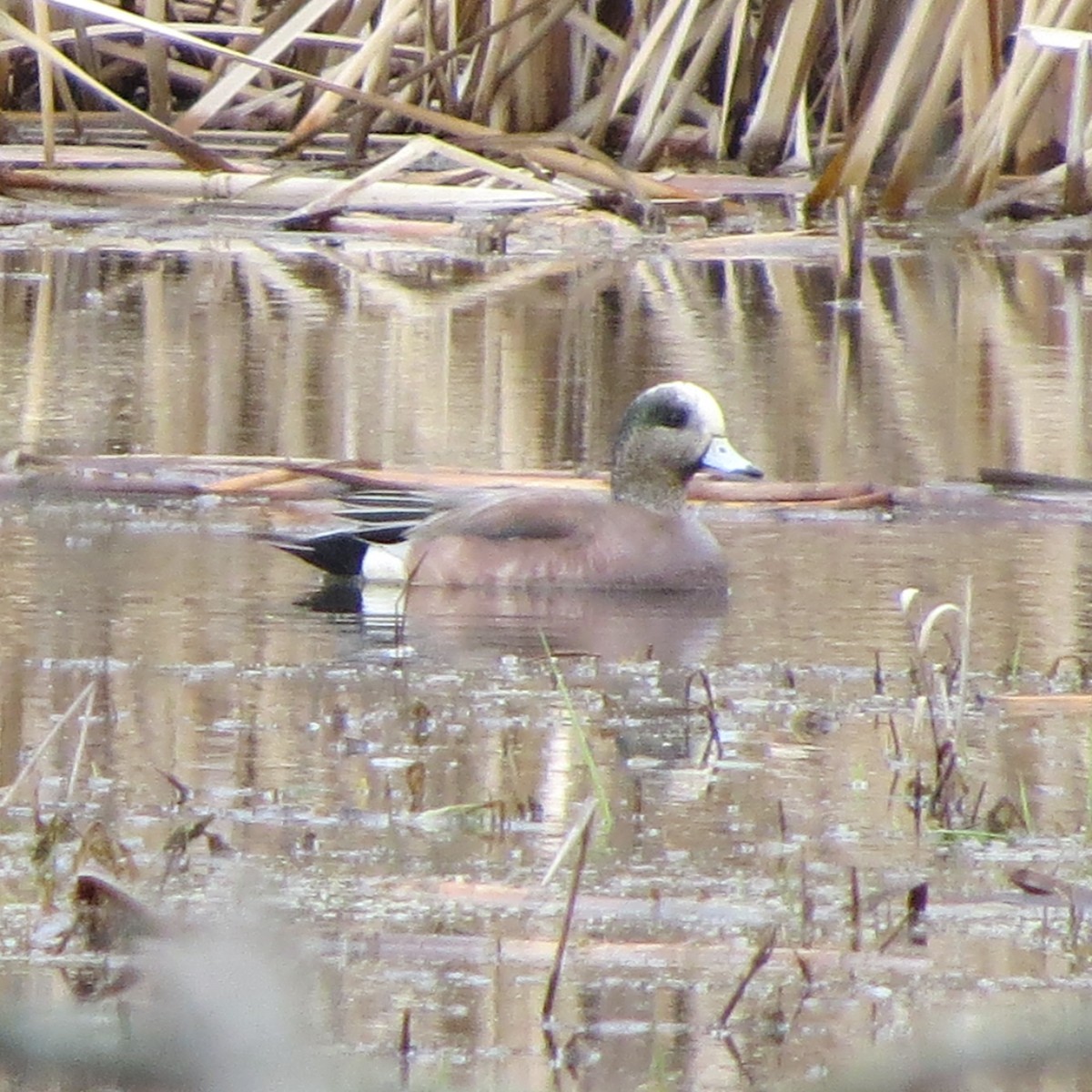 American Wigeon - Mayte Torres