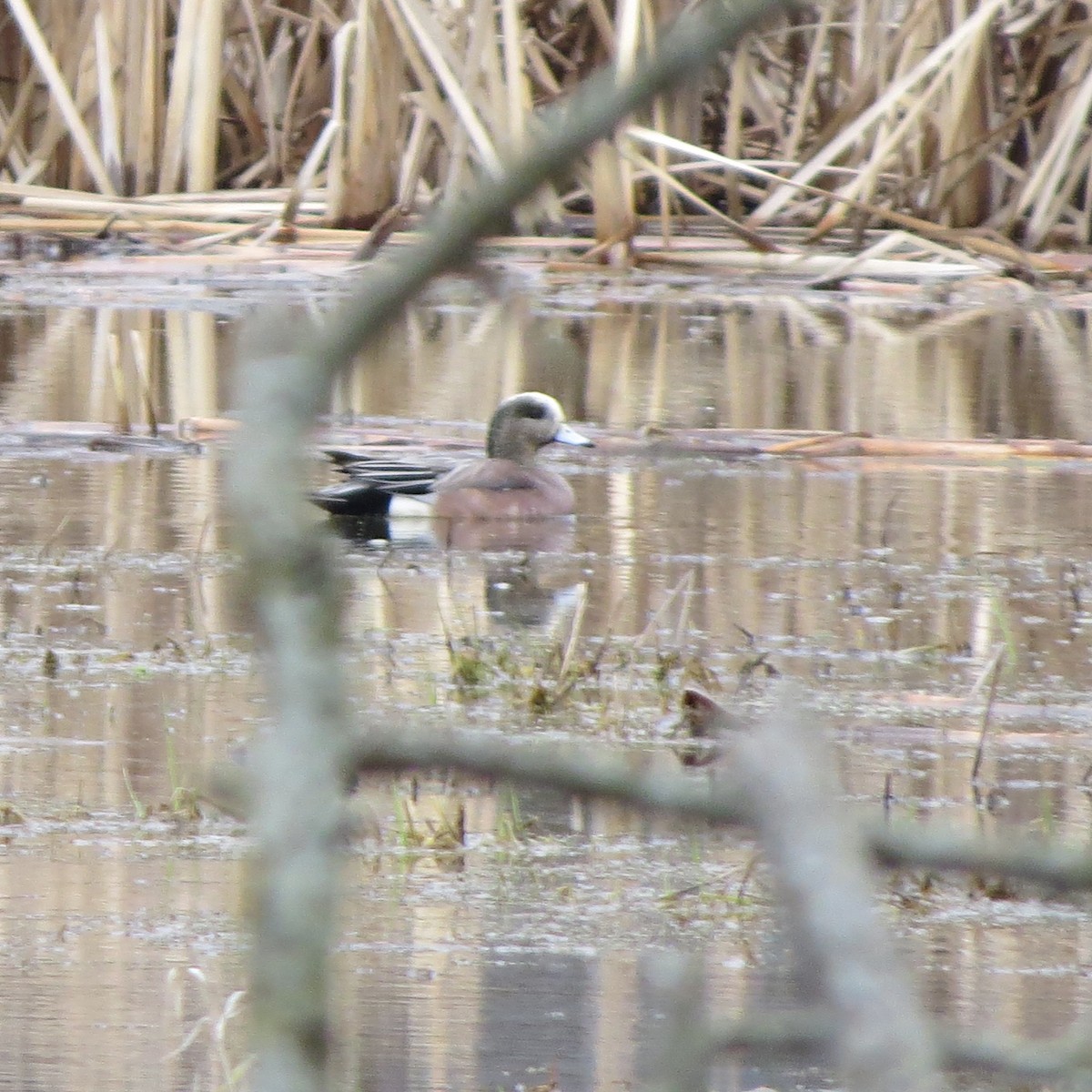 American Wigeon - ML215503871