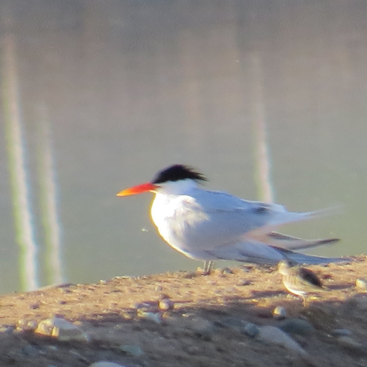 Elegant Tern - ML215505821