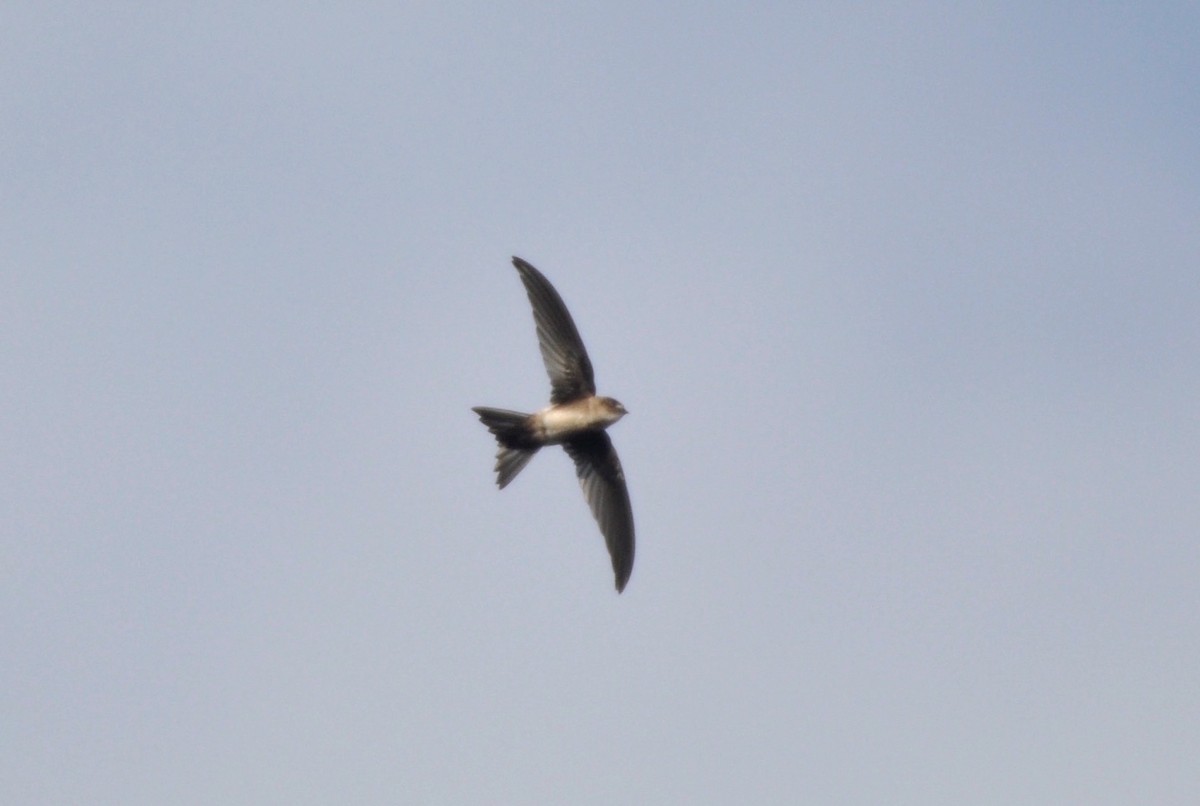 Antillean Palm Swift - ML215506031