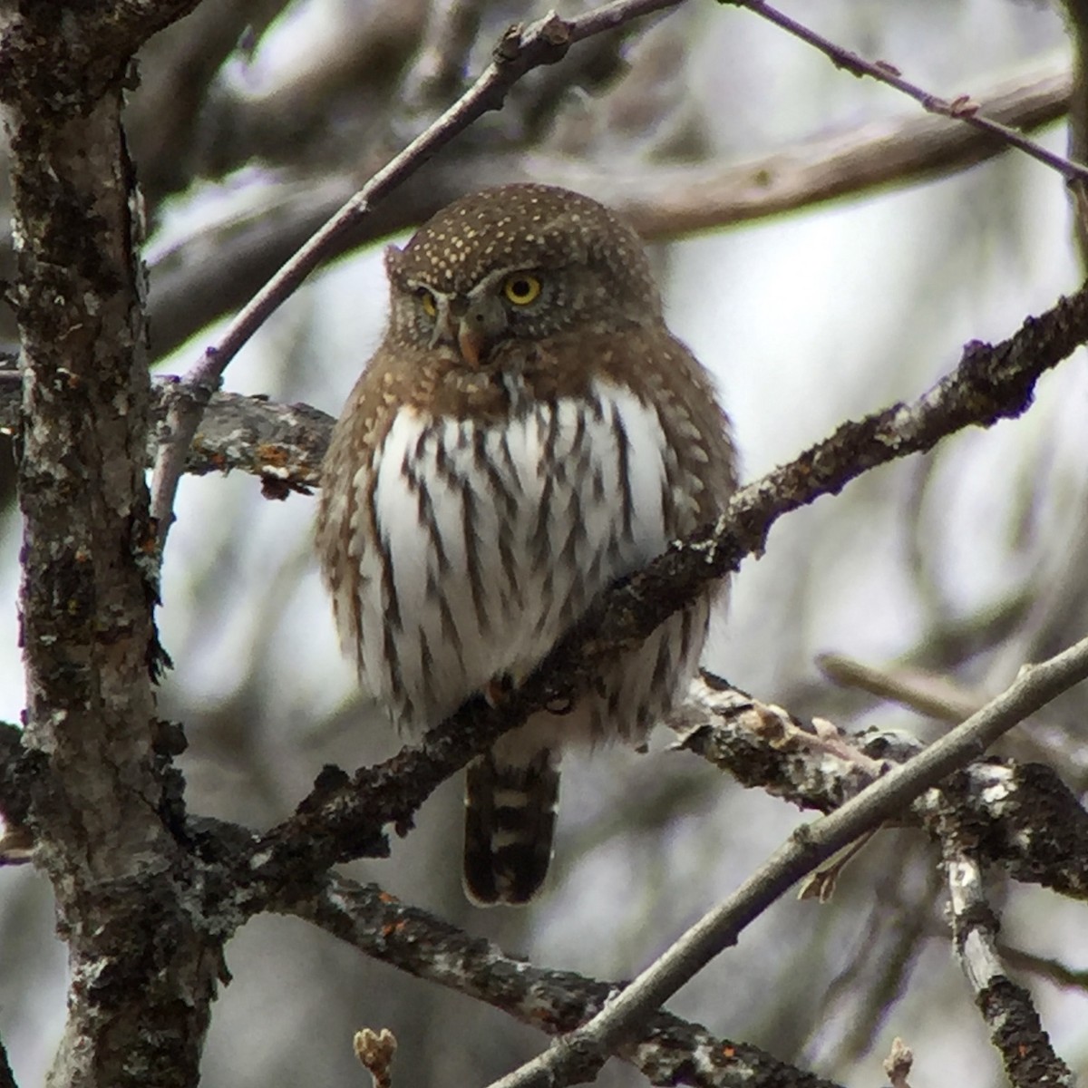 Northern Pygmy-Owl - ML215508701