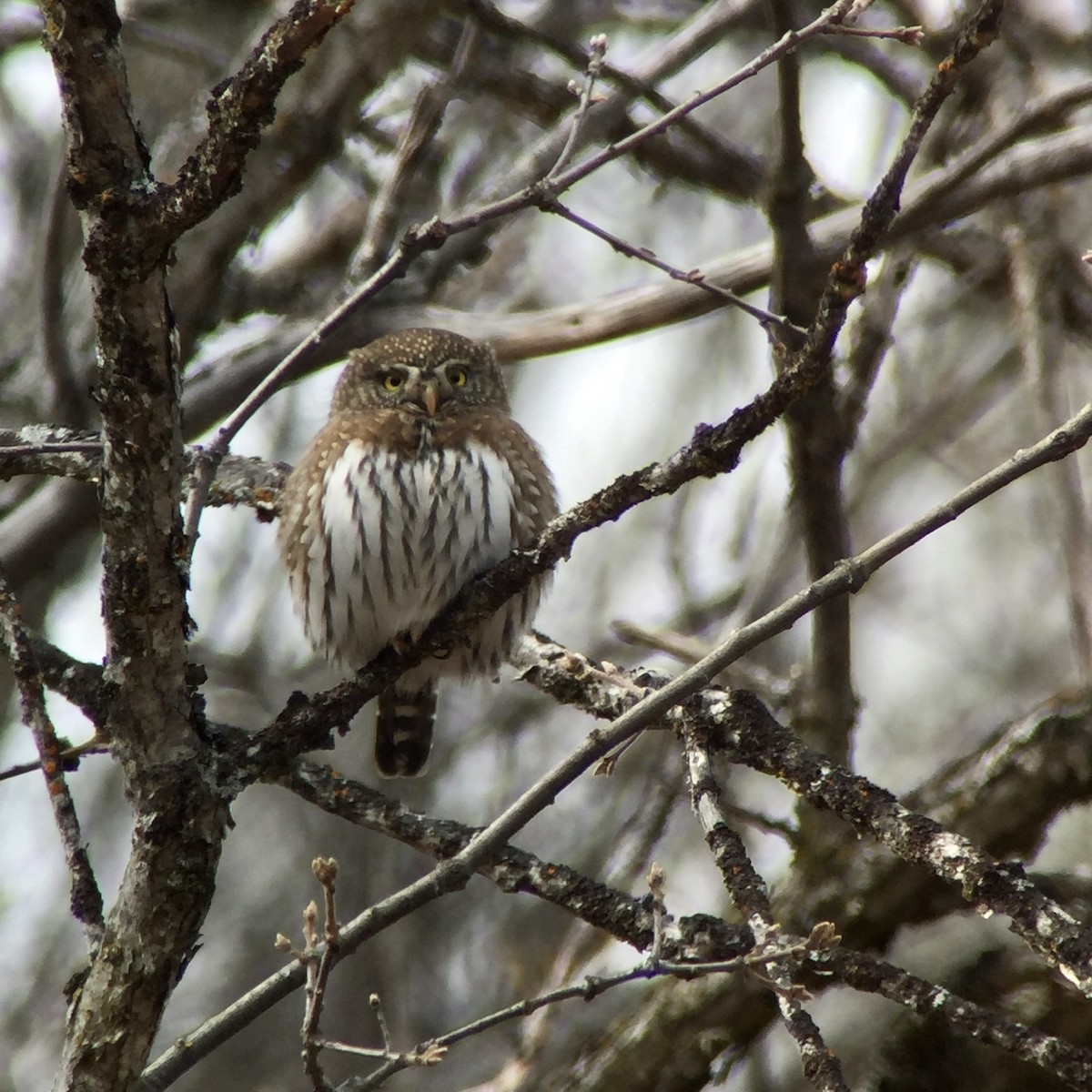 Northern Pygmy-Owl - Bob Wagner