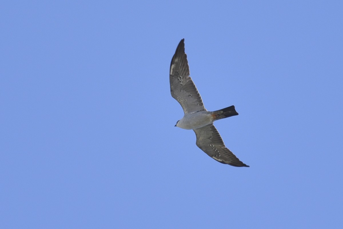 Mississippi Kite - Daniel Irons