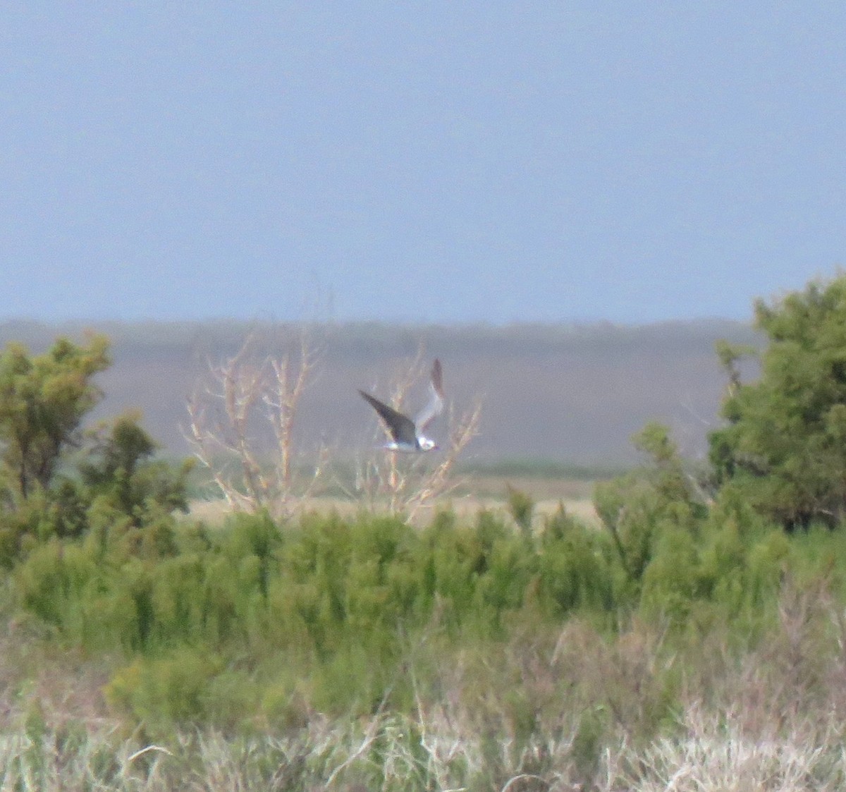 Black Tern - ML215510971