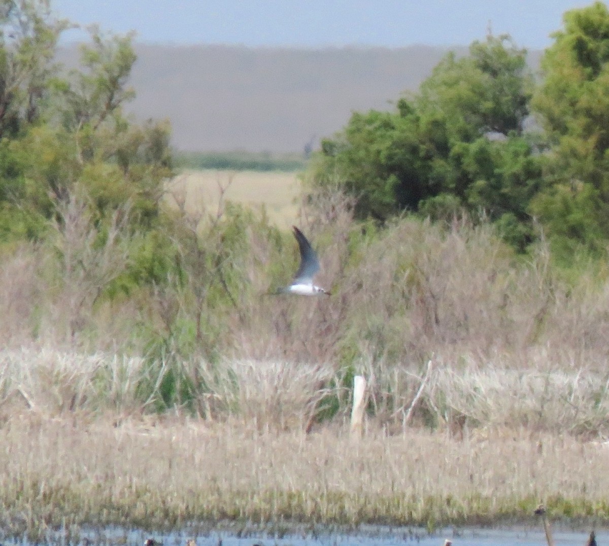 Black Tern - ML215510981