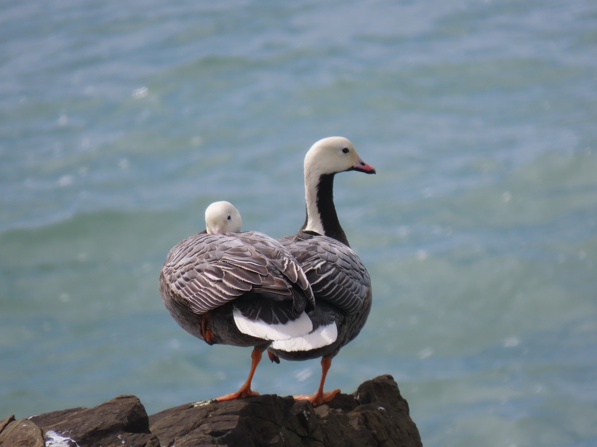 Emperor Goose - Long-eared Owl