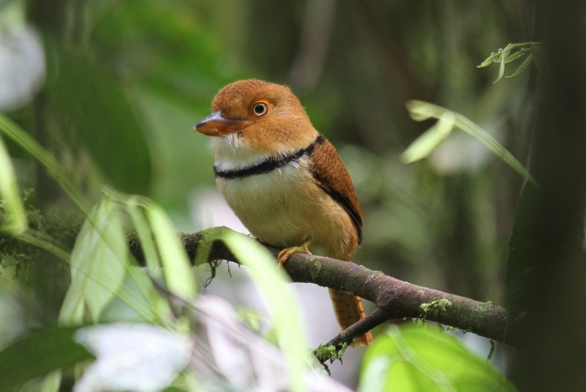 Collared Puffbird - ML21551221