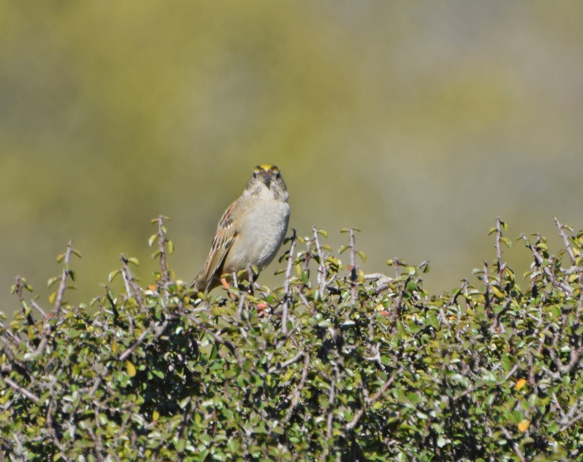 Golden-crowned Sparrow - ML21551281