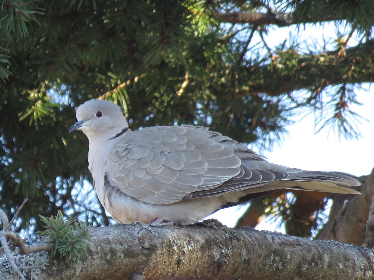 Eurasian Collared-Dove - greg robertson