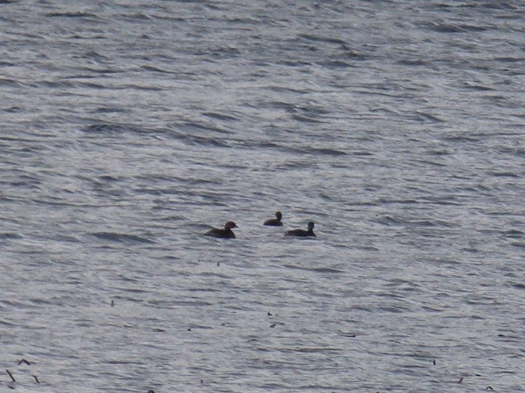 Pied-billed Grebe - ML21551441