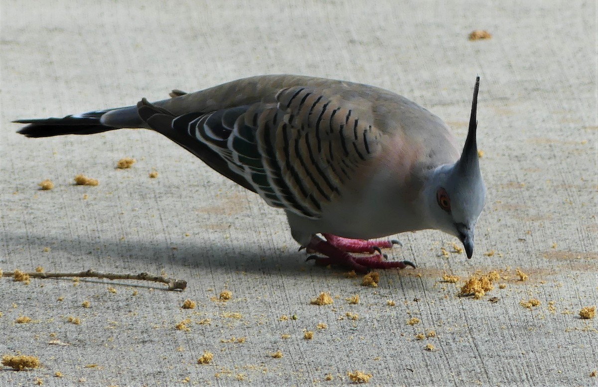 Crested Pigeon - ML215514891