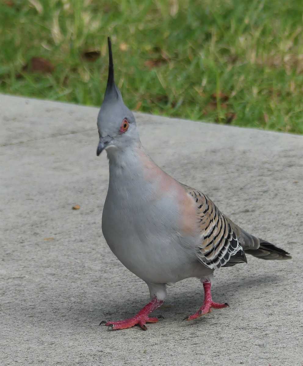 Crested Pigeon - ML215514961