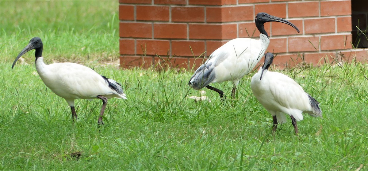 Australian Ibis - ML215515241