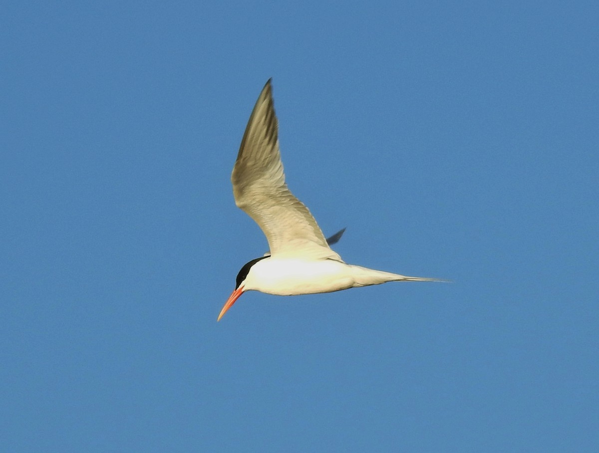 Elegant Tern - ML215515301