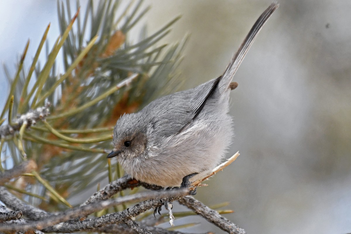 Bushtit - ML215515361