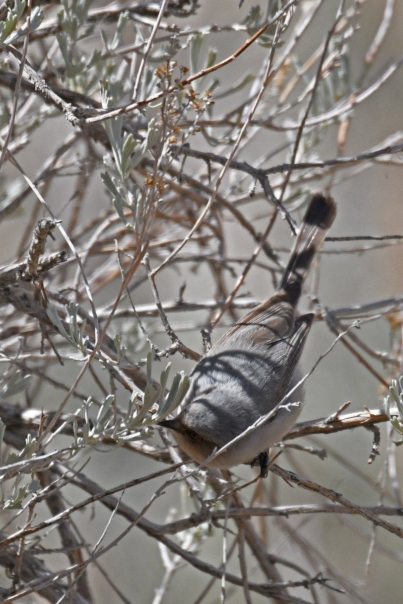 Bushtit - ML215515371