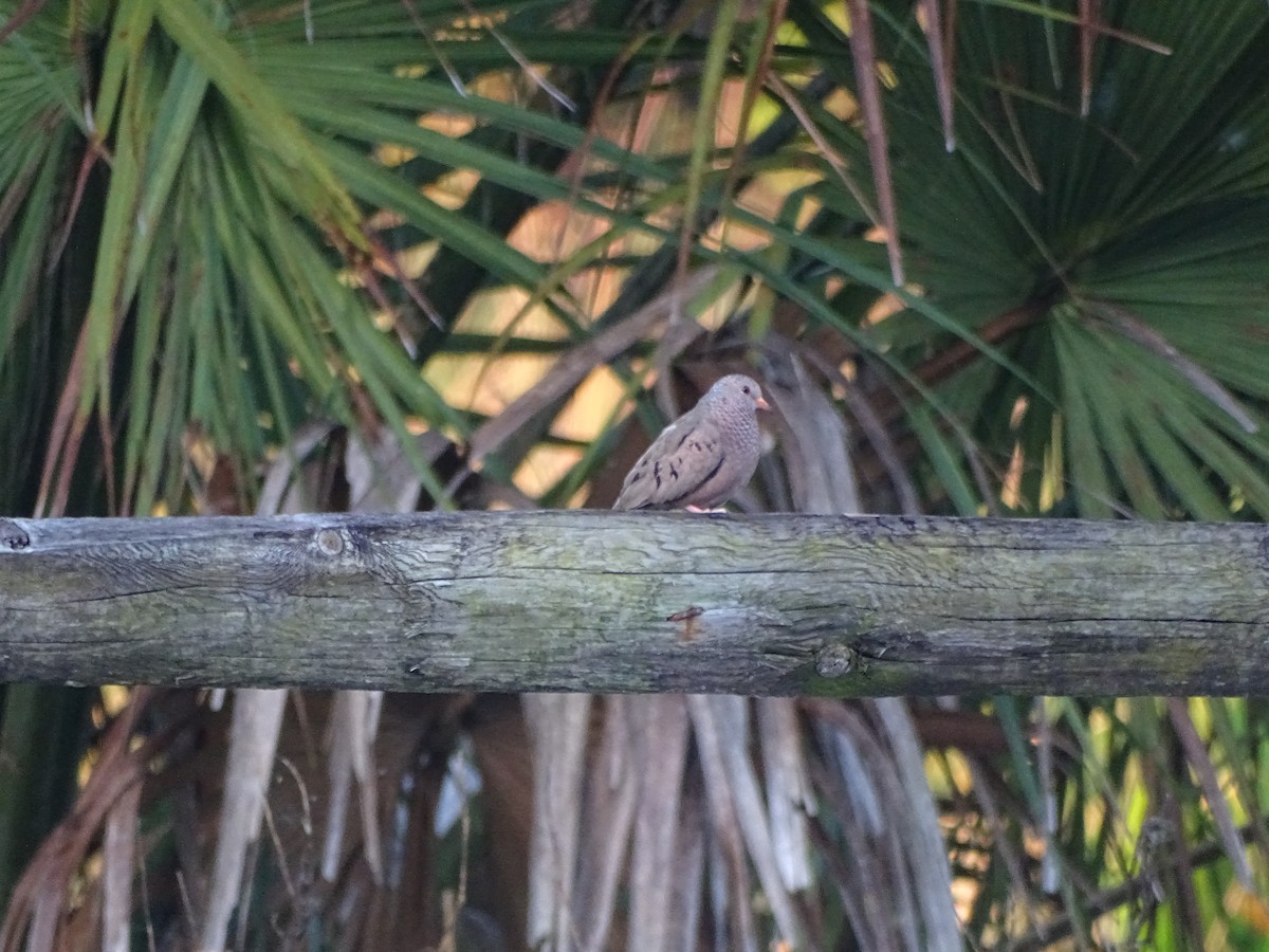 Common Ground Dove - ML215515381