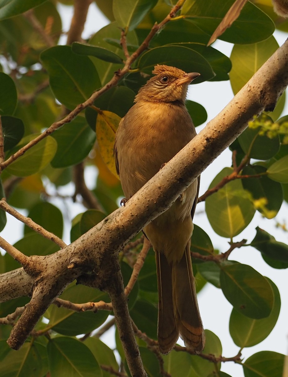 Streak-eared Bulbul - Mark Stevenson