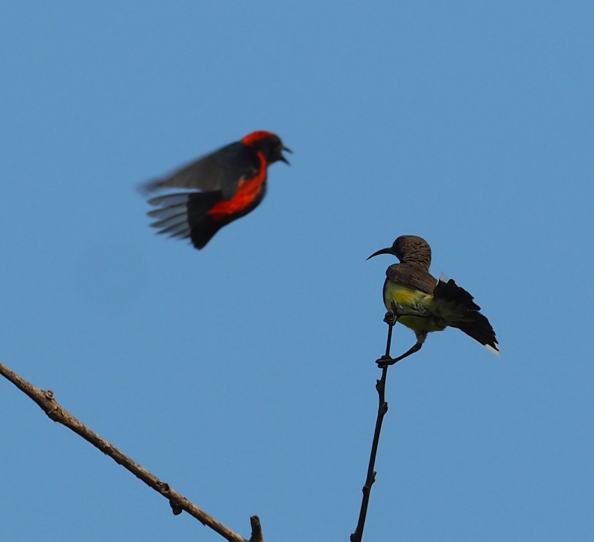 Scarlet-backed Flowerpecker - ML215516511