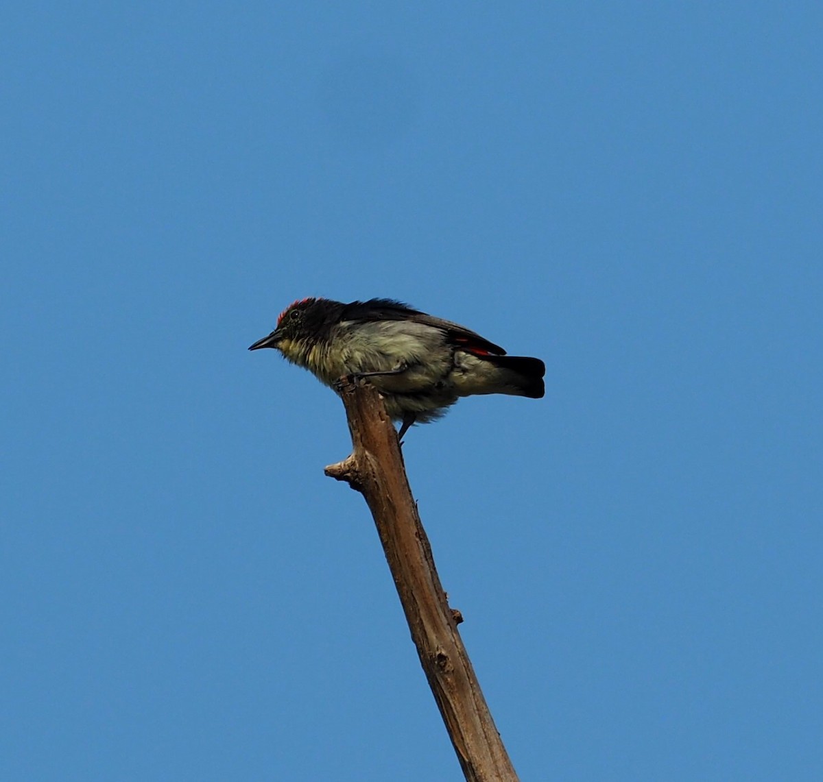 Scarlet-backed Flowerpecker - ML215516531