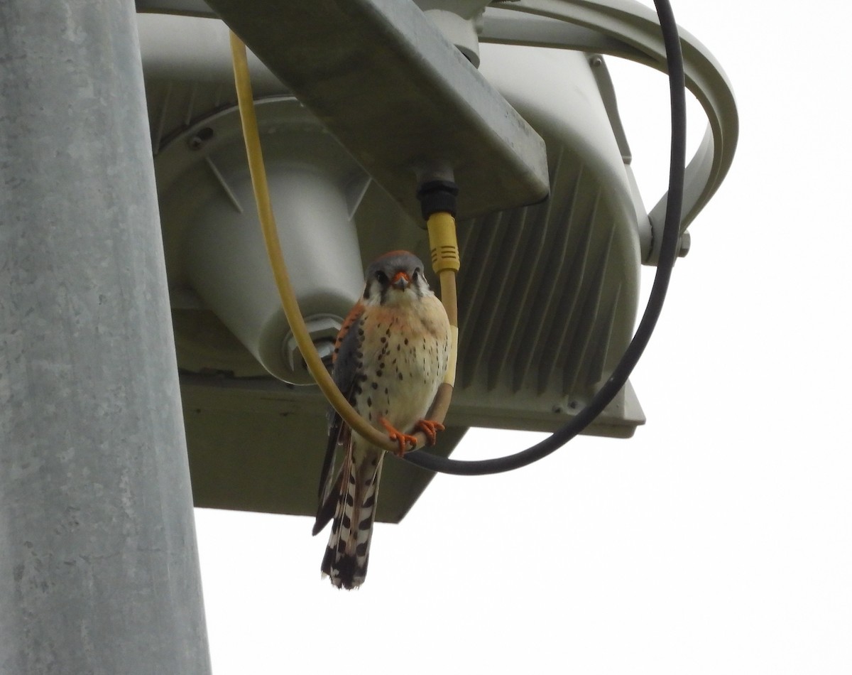 American Kestrel - ML215517271