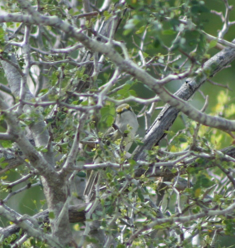 White-eyed Vireo - ML215518511