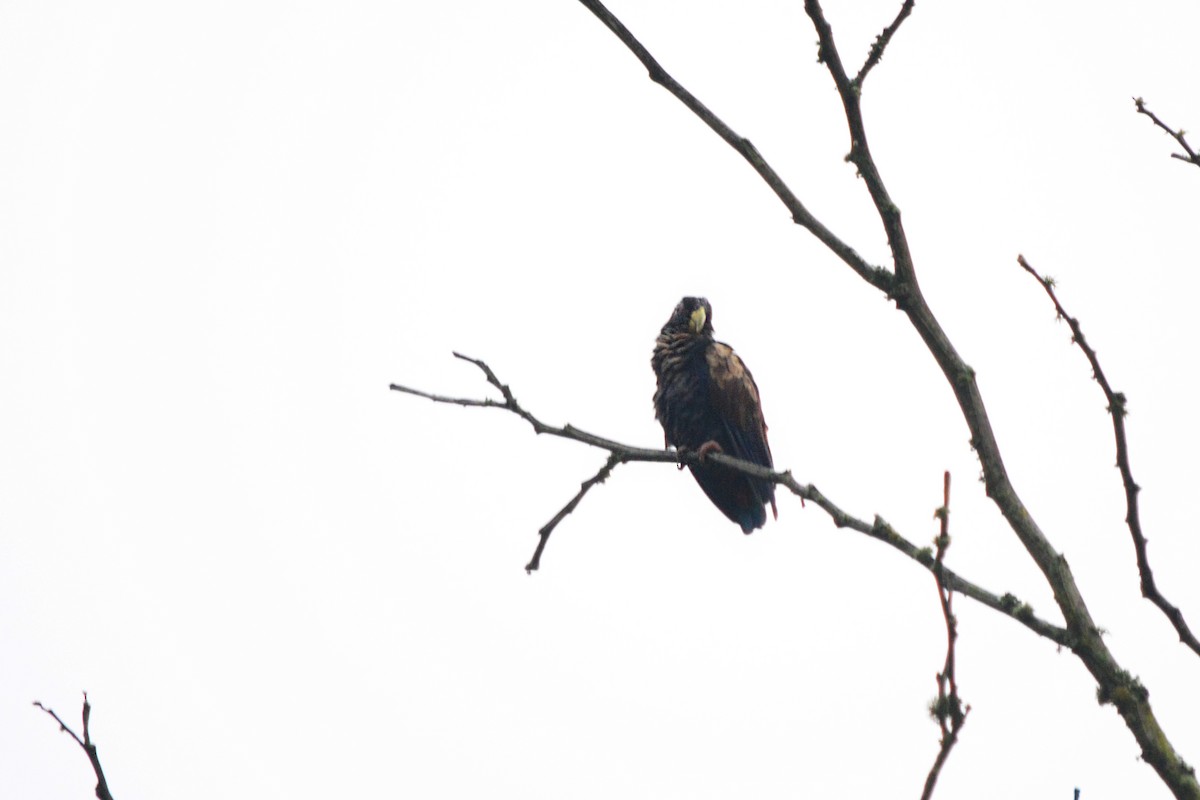 Bronze-winged Parrot - ML215519301