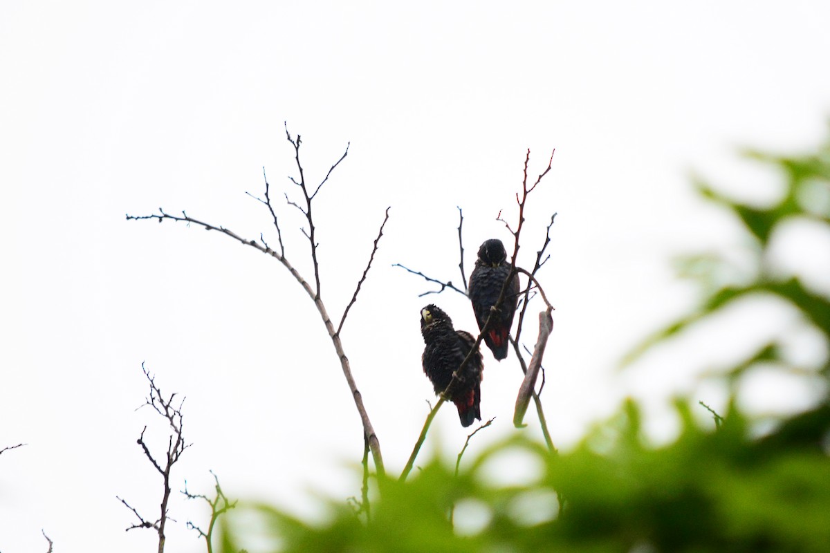 Bronze-winged Parrot - ML215519331