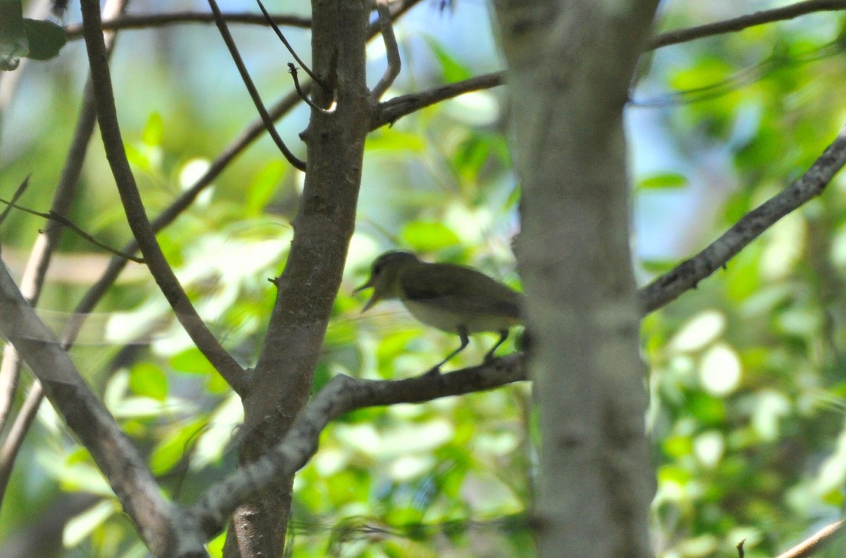 Yellow-green Vireo - Oliver Patrick