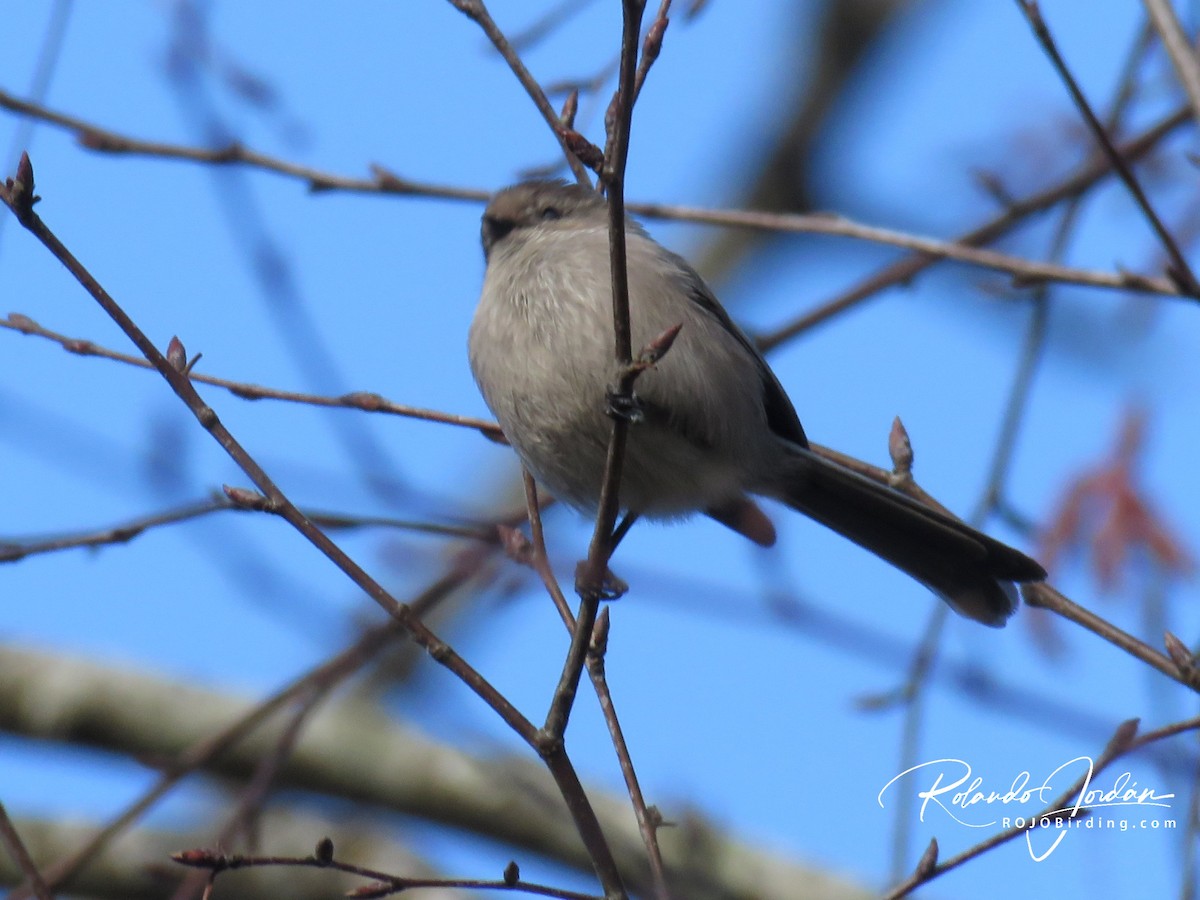 Bushtit - Rolando Jordan