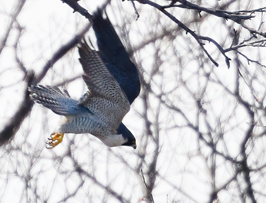 Peregrine Falcon - ML215523521