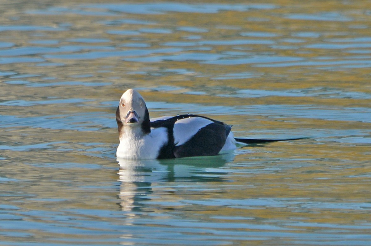 Long-tailed Duck - Michael Hatton