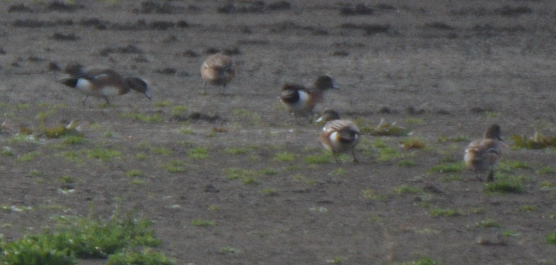 American Wigeon - ML215526921