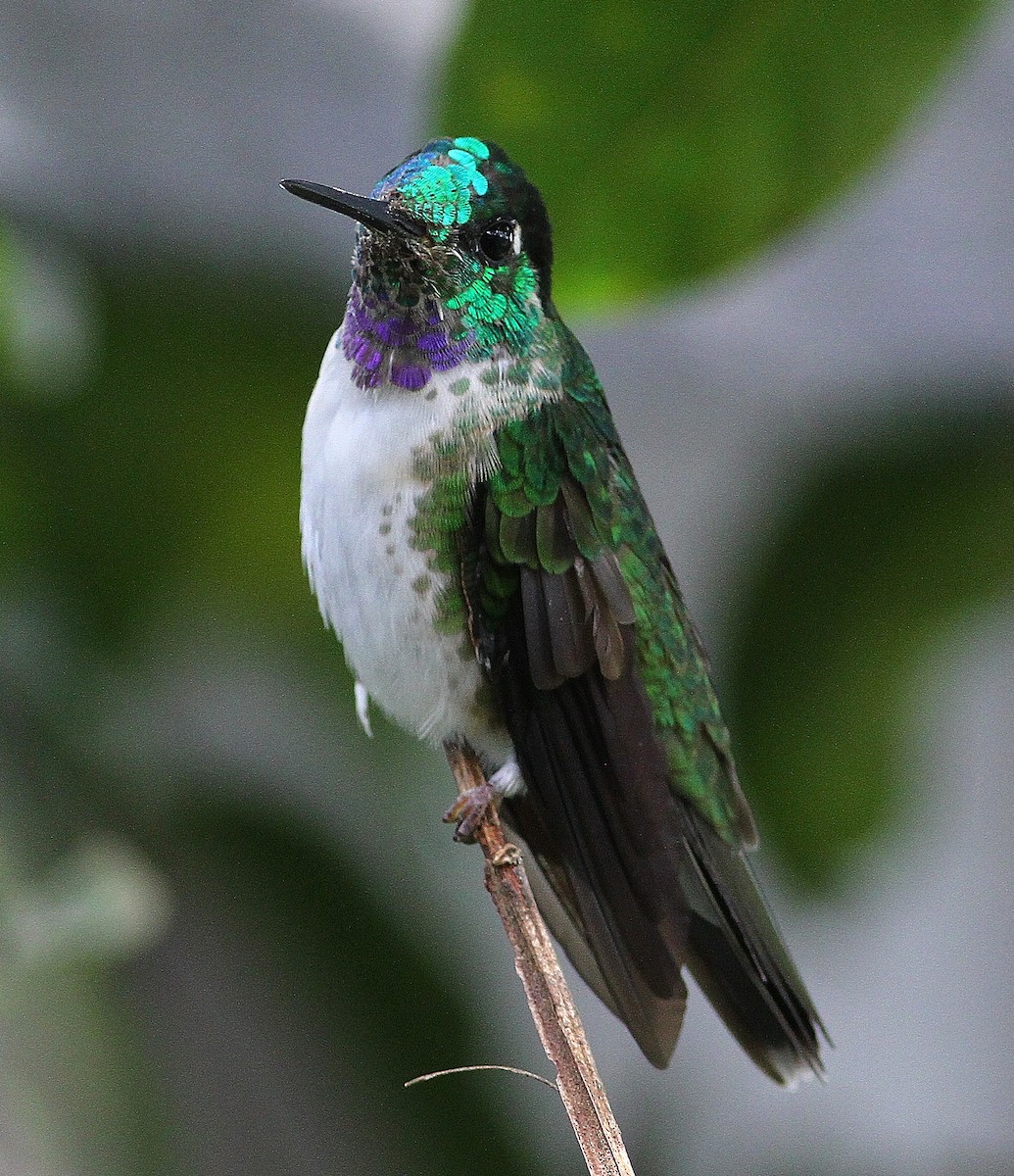 White-bellied Mountain-gem - Ron Furnish