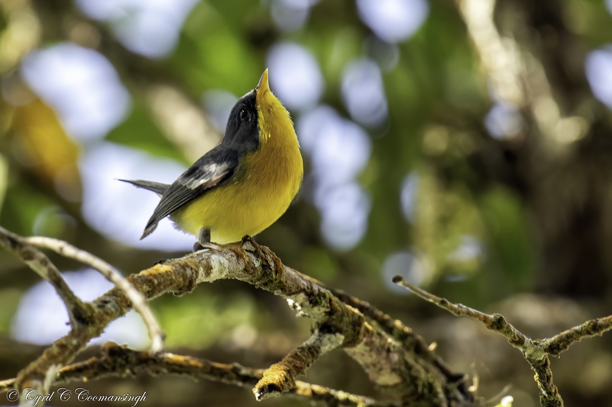 Tropical Parula - Cyril Coomansingh